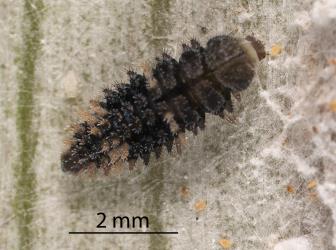 Large larva of yellow haired ladybird, Adoxellus flavihirtus (Coleoptera: Coccinellidae) in a colony of Long-fringed Astelia mealybug, Rastrococcus asteliae (Hemiptera: Pseudococcidae) on underside of Astelia banksii (Asteliaceae) leaf. Creator: Tim Holmes. © Plant & Food Research. [Image: 2CB7]