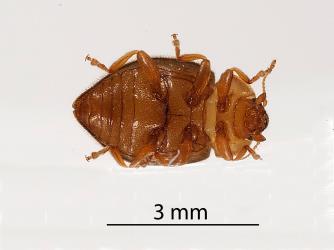 Underside of adult of yellow haired ladybird, Adoxellus flavihirtus (Coleoptera: Coccinellidae). Creator: Tim Holmes. © Plant & Food Research. [Image: 2CBB]