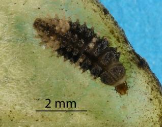 Larva of yellow haired ladybird, Adoxellus flavihirtus (Coleoptera: Coccinellidae). Creator: Nicholas A. Martin. © Plant & Food Research. [Image: 2CBD]