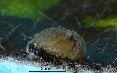 Pupa of yellow haired ladybird, Adoxellus flavihirtus (Coleoptera: Coccinellidae), note the short yellow bristles covering the pupa. Creator: Nicholas A. Martin. © Plant & Food Research. [Image: 2CBF]