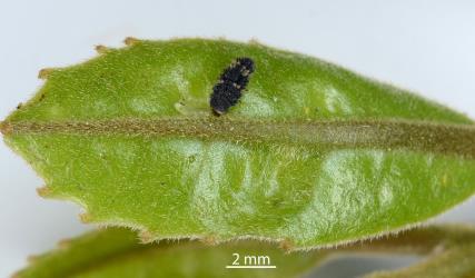 Larva of yellow haired ladybird, Adoxellus flavihirtus (Coleoptera: Coccinellidae) feeding on a Spotted sixpenny scale,  Ctenochiton paraviridis (Hemiptera: Coccidae) on a young leaf of pigeonwood,  Hedycarya arborea (Monimiaceae). Creator: Nicholas A. Martin. © Plant & Food Research. [Image: 2CBH]