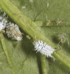 Two larvae of Loew's ladybird, Scymnus loewi, (Coleoptera: Coccinellidae). © Plant & Food Research. [Image: 2CDF]
