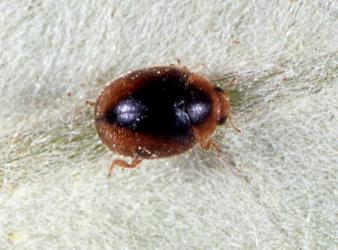Adult Loew's ladybird, Scymnus loewi, (Coleoptera: Coccinellidae) 2.0-2.2 mm long. © Plant & Food Research. [Image: 2CDG]