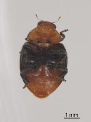 Adult mealybug ladybird, Cryptolaemus montrouzieri (Coleoptera: Coccinellidae), underside. Creator: Tim Holmes. © Plant & Food Research. [Image: 2CDH]