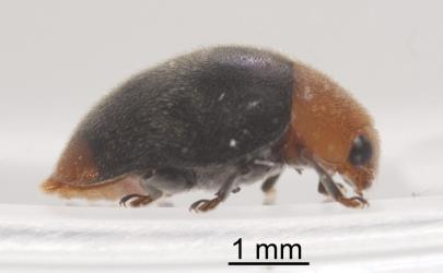 Adult mealybug ladybird, Cryptolaemus montrouzieri (Coleoptera: Coccinellidae), side view. Creator: Tim Holmes. © Plant & Food Research. [Image: 2CDI]