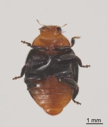 Adult mealybug ladybird, Cryptolaemus montrouzieri (Coleoptera: Coccinellidae), underside. Creator: Tim Holmes. © Plant & Food Research. [Image: 2CDK]