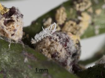 Larva of mealybug ladybird, Cryptolaemus montrouzieri (Coleoptera: Coccinellidae), in colony of Golden mealybug, Nipaecoccus aurilanatus (Hemiptera: Pseudococcidae). Creator: Tim Holmes. © Plant & Food Research. [Image: 2CDL]