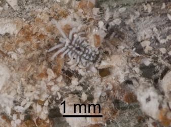 Young larva of mealybug ladybird, Cryptolaemus montrouzieri (Coleoptera: Coccinellidae), in colony of mealybugs (Hemiptera: Pseudococcidae). Creator: Tim Holmes. © Plant & Food Research. [Image: 2CDM]