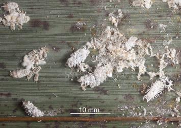 Larvae of mealybug ladybird, Cryptolaemus montrouzieri (Coleoptera: Coccinellidae), feeding on Long egg-sac mealybug, Paracoccus glaucus (Hemiptera: Pseudococcidae). Creator: Tim Holmes. © Plant & Food Research. [Image: 2CDN]