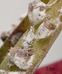 Larva of mealybug ladybird, Cryptolaemus montrouzieri (Coleoptera: Coccinellidae), in colony of Pulvinaria mesembryanthemi (Hemiptera: Eriococcidae). Creator: Tim Holmes. © Plant & Food Research. [Image: 2CDP]