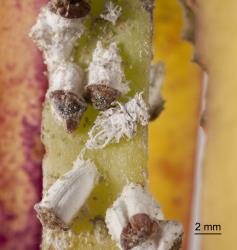 Larva of mealybug ladybird, Cryptolaemus montrouzieri (Coleoptera: Coccinellidae), in colony of Pulvinaria mesembryanthemi (Hemiptera: Coccidae). Creator: Tim Holmes. © Plant & Food Research. [Image: 2CDQ]