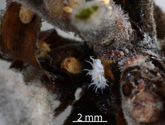Larva of mealybug ladybird, Cryptolaemus montrouzieri (Coleoptera: Coccinellidae), feeding on Karo felted scale, Eriococcus pallidus (Hemiptera: Coccidae). Creator: Nicholas A. Martin. © Plant & Food Research. [Image: 2CDR]