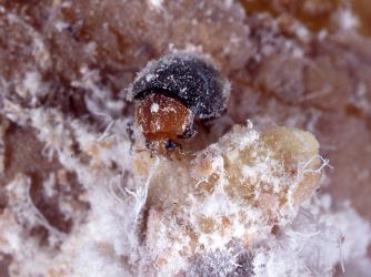 Adult mealybug ladybird, Cryptolaemus montrouzieri (Coleoptera: Coccinellidae), feeding on mealybugs. © Plant & Food Research. [Image: 2CDU]