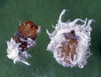 Underside of two pupae of mealybug ladybirds, Cryptolaemus montrouzieri (Coleoptera: Coccinellidae), pupa on left with the larval skin removed; note the eye spots. © Plant & Food Research. [Image: 2CDV]