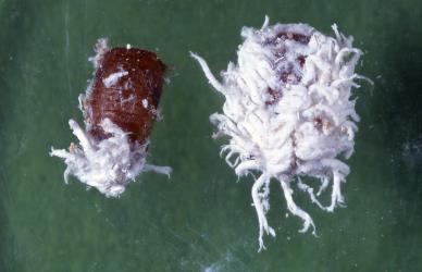 Two pupae of mealybug ladybirds, Cryptolaemus montrouzieri (Coleoptera: Coccinellidae), pupa on left with the larval skin removed. © Plant & Food Research. [Image: 2CDW]
