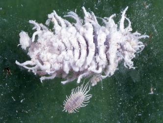 A fully grown larva of mealybug ladybird, Cryptolaemus montrouzieri (Coleoptera: Coccinellidae). © Plant & Food Research. [Image: 2CDX]