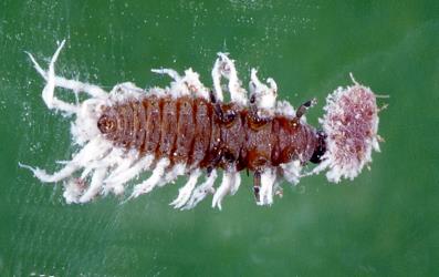 Underside of a larva of mealybug ladybird, Cryptolaemus montrouzieri (Coleoptera: Coccinellidae), feeding on a mealybug. © Plant & Food Research. [Image: 2CDY]