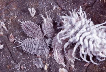 A large larva of mealybug ladybird, Cryptolaemus montrouzieri (Coleoptera: Coccinellidae), with a colony of small mealybugs. © Plant & Food Research. [Image: 2CE0]