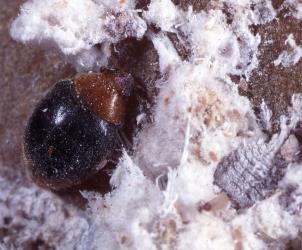 Adult mealybug ladybird, Cryptolaemus montrouzieri (Coleoptera: Coccinellidae), feeding on mealybugs. © Plant & Food Research. [Image: 2CE3]