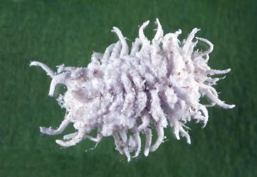 Top side of a fully grown larva of mealybug ladybird, Cryptolaemus montrouzieri (Coleoptera: Coccinellidae). © Plant & Food Research. [Image: 2CE4]