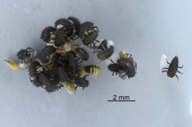 Hatching eggs of Harlequin ladybird, Harmonia axyridis (Coleoptera: Coccinellidae). Creator: Nicholas A. Martin. © Plant & Food Research. [Image: 2CX1]