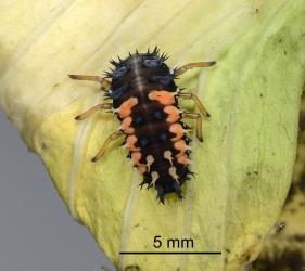 Prepupal larva of Harlequin ladybird, Harmonia axyridis (Coleoptera: Coccinellidae). Creator: Nicholas A. Martin. © Plant & Food Research. [Image: 2CXK]