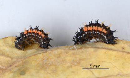 Two prepupal larvae of Harlequin ladybird, Harmonia axyridis (Coleoptera: Coccinellidae). Creator: Nicholas A. Martin. © Plant & Food Research. [Image: 2CXL]
