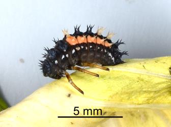Prepupal larva of Harlequin ladybird, Harmonia axyridis (Coleoptera: Coccinellidae). Creator: Nicholas A. Martin. © Plant & Food Research. [Image: 2CXM]