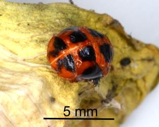 Pupa of Harlequin ladybird, Harmonia axyridis (Coleoptera: Coccinellidae). Creator: Nicholas A. Martin. © Plant & Food Research. [Image: 2CXP]