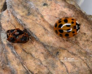 Adult and pupal skin of Harlequin ladybird, Harmonia axyridis (Coleoptera: Coccinellidae). Creator: Nicholas A. Martin. © Plant & Food Research. [Image: 2CXV]