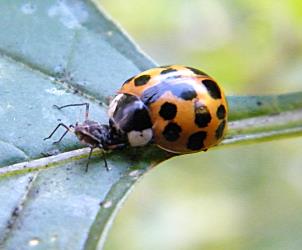 Adult Harlequin ladybird, Harmonia axyridis (Coleoptera: Coccinellidae). Creator: Nicholas Ward. © Ministry for Primary Industries. [Image: 2CXW]