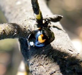 Adult Harlequin ladybird, Harmonia axyridis (Coleoptera: Coccinellidae). Creator: Nicholas Ward. © Ministry for Primary Industries. [Image: 2CXX]