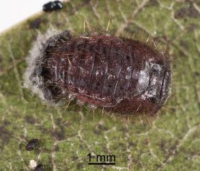 Pupa of gumtree scale ladybird, Rhyzobius ventralis (Coleoptera: Coccinellidae), note the moulted larval skin with fine white wax at the base of the pupa. Creator: Tim Holmes. © Plant & Food Research. [Image: 2D5S]
