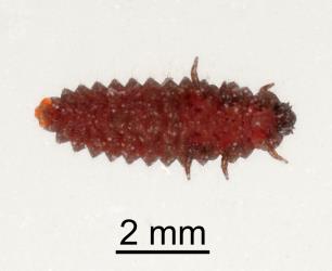 Underside of larvae of gumtree scale ladybird, Rhyzobius ventralis (Coleoptera: Coccinellidae). Creator: Minna Personen. © Plant & Food Research. [Image: 2D5Z]