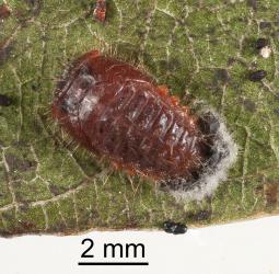 Pupa of gumtree scale ladybird, Rhyzobius ventralis (Coleoptera: Coccinellidae), note the moulted larval skin with fine white wax at the base of the pupa. Creator: Minna Personen. © Plant & Food Research. [Image: 2D61]