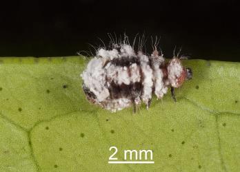 Larva of Koebele's ladybird, Rodolia koebelei (Coleoptera: Coccinellidae). Creator: Tim Holmes. © Plant & Food Research. [Image: 2D64]