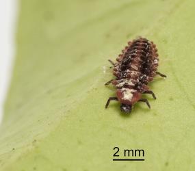 Larva of Koebele’s ladybird, Rodolia koebelei (Coleoptera: Coccinellidae). Creator: Tim Holmes. © Plant & Food Research. [Image: 2D6D]