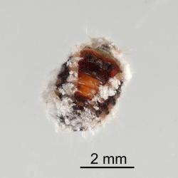 Pupa of Koebele’s ladybird, Rodolia koebelei (Coleoptera: Coccinellidae) in larval skin. Creator: Minna Personen. © Plant & Food Research. [Image: 2D6E]