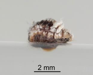Pupa of Koebele’s ladybird, Rodolia koebelei (Coleoptera: Coccinellidae) in larval skin. Creator: Minna Personen. © Plant & Food Research. [Image: 2D6F]