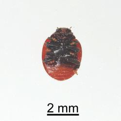 Underside of adult Koebele's ladybird, Rodolia koebelei (Coleoptera: Coccinellidae). Creator: Minna Personen. © Plant & Food Research. [Image: 2D6I]