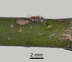 Young larva of Koebele's ladybird, Rodolia koebelei (Coleoptera: Coccinellidae). Creator: Minna Personen. © Plant & Food Research. [Image: 2D6M]