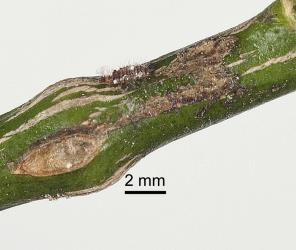 Young larva of Koebele's ladybird, Rodolia koebelei (Coleoptera: Coccinellidae). Creator: Minna Personen. © Plant & Food Research. [Image: 2D6N]