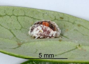 Pupa of Koebele’s ladybird, Rodolia koebelei (Coleoptera: Coccinellidae) in larval skin. Creator: Nicholas A. Martin. © Plant & Food Research. [Image: 2D6Q]