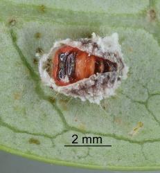 Pupa of Koebele's ladybird, Rodolia koebelei (Coleoptera: Coccinellidae) in larval skin. Creator: Nicholas A. Martin. © Plant & Food Research. [Image: 2D6R]
