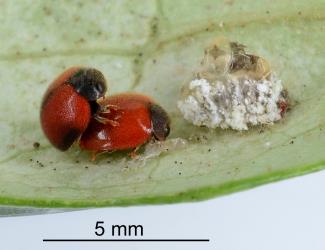 Two Adults of Koebele's ladybird, Rodolia koebelei (Coleoptera: Coccinellidae) mating. Creator: Nicholas A. Martin. © Plant & Food Research. [Image: 2D6S]