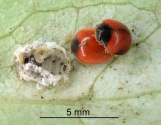 Adults of Koebele's ladybird, Rodolia koebelei (Coleoptera: Coccinellidae) mating. Creator: Nicholas A. Martin. © Plant & Food Research. [Image: 2D6T]