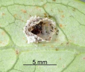 Empty larval skin and pupal case of Koebele's ladybird, Rodolia koebelei (Coleoptera: Coccinellidae). Creator: Nicholas A. Martin. © Plant & Food Research. [Image: 2D6U]