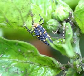 Larva of southern ladybird, Cleobora mellyi (Coleoptera: Coccinellidae) on a capsicum plant infested with tomato potato psyllid, Bactericera cockerelli (Hemiptera: Triozidae). © Plant & Food Research. [Image: 2DTF]