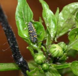 Larva of southern ladybird, Cleobora mellyi (Coleoptera: Coccinellidae). © Plant & Food Research. [Image: 2DTG]