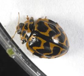 Adult southern ladybird, Cleobora mellyi (Coleoptera: Coccinellidae). © Plant & Food Research. [Image: 2DTI]